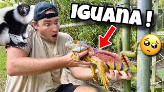 RESCUED RARE IGUANA TRAPPED IN LEMUR ENCLOSURE  CAN WE SAVE HIM [upl. by Artenak]