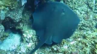 Скат круглый Taeniura grabata рыбы Красного моря  fish in red sea Egypt [upl. by Seluj864]