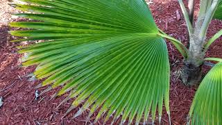 Pritchardia pacifica  The Fiji Fan PalmFrom Fiji [upl. by Damien844]