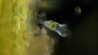 Amazing Microscopic Animals [upl. by Ennyroc]