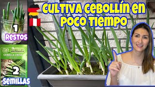 Cómo cultivar cebollín en casa y que nunca falte en tu cocina [upl. by Sussman]