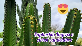 Euphorbia Ingens o ÁRBOL CANDELABRO [upl. by Aneert]