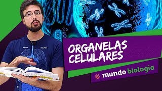 🔬 Citologia 27 Organelas Celulares  Biologia  ENEM [upl. by Dhruv]