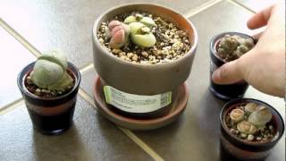 Lithops  living stones [upl. by Tiphany]