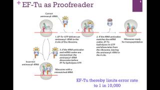 188Translation Elongation [upl. by Onairot626]