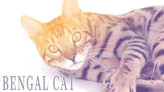 Ideal Companion Bengal  Cat Breeding Videos [upl. by Hawken]