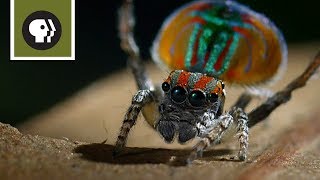 Peacock Spider Mating Dance [upl. by Malsi]