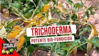 CONOCE AL FUNGICIDA BIOLOGICO MAS PODEROSO  TRICHODERMAS COMO USAR  BENEFICIOS  TIFI [upl. by Ronnica182]