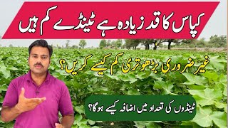 How to stop unnecessary vegetative growth in cotton plant  Stimulate reproductive growth in cotton [upl. by Engedi]