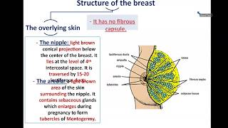 Anatomy of the Breast  Dr Ahmed Farid [upl. by Briant794]