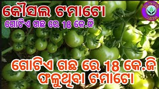 Kaushal Tomato କୌଶଳ ଟମାଟୋ 18 kg Tomato per Plant [upl. by Angele215]