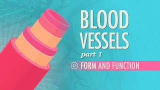 Blood Vessels Part 1  Form and Function Crash Course Anatomy amp Physiology 27 [upl. by Umeko]