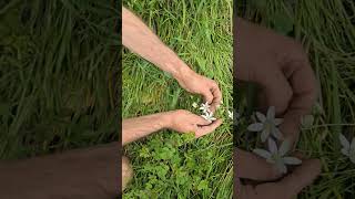 Star of Bethlehem ornithogalum umbellatum nativeplants nature gardening woodland hedges [upl. by Cram]