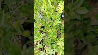 🌿 Calamansi Plastic Pot Planting or Container  Backyard Plating Citrus Budded Grafted  See Comment [upl. by Aneras]