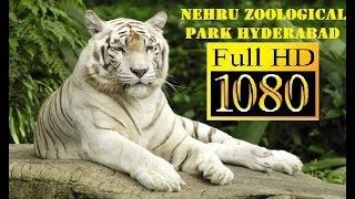 NEHRU ZOOLOGICAL PARK HYDERABAD  COMPLETE TOUR [upl. by Nolyarb]