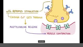 LambertEaton Myasthenic Syndrome  Causes Symptoms Diagnosis amp Treatment Pathology [upl. by Gaye561]