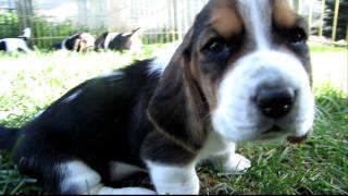 Basset Hound talking to his momma [upl. by Hanshaw]