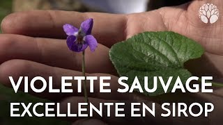 La violette sauvage excellente en sirop [upl. by Elrod]