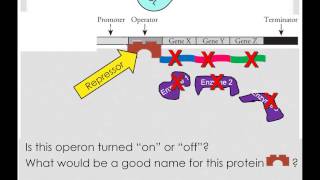 Repressible and Inducible Operons [upl. by Florrie]