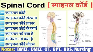 Spinal Cord Anatomy and Physiology in Hindi  Lumber Vertebra  Spinal Nerve  Cranial Nerve [upl. by Anaihs315]