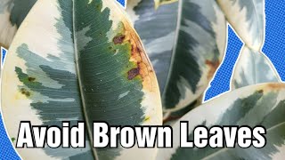 Tips to avoid Brown Leaves on Ficus Rubber Plant [upl. by Peppel]