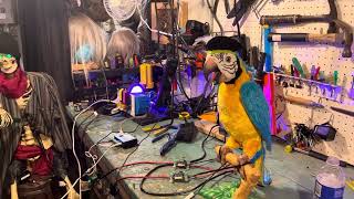 Squawkers Mccaw Parrot Hack Pirate Halloween 2023 [upl. by Reinert]