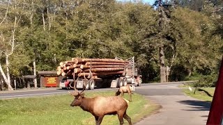 Redwood Region Logging Conference 2021 HD 1080p [upl. by Kawai]