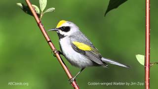 Goldenwinged Warbler Song [upl. by Anaerb]