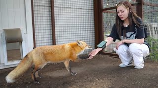 Maya introduces Fanfan to Reed the fox at Alveus [upl. by Annelg]