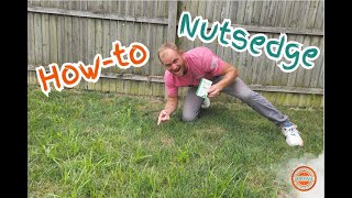 How to Treat NutSedge in your Lawn [upl. by Aramal579]