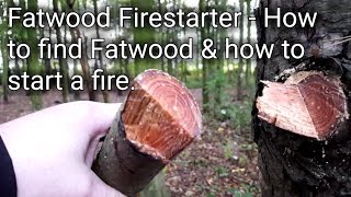 Fatwood Firestarter How to find Fatwood amp how to start a fire with it [upl. by Stanislas22]