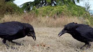 Parksville Vancouver Island B C Crows during feeding Cat Video Entertainment [upl. by Haelem]