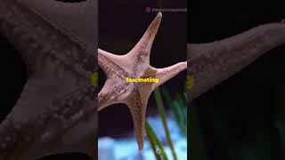 Echinoderms upscexam shorts environment [upl. by Bayer]