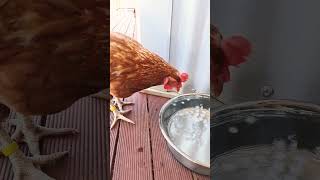 Chickens Love Ice chickens hydrohomie thirsty [upl. by Ehtyde]