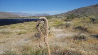 Sheep Canyon Highlights  Anza Borrego CA [upl. by Vinny653]