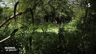 Visite de jardin  Le Festival de ChaumontsurLoire  Silence ça pousse [upl. by Kcirredal]