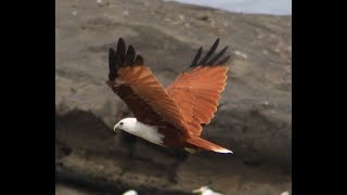 BRAHMINY KITE AT DELHI ZOO [upl. by Netsuj]