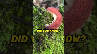 Totally Radula detailenjoyer didyouknow nowyouknow Red velvet worm mollusk insect nature [upl. by Darnok]