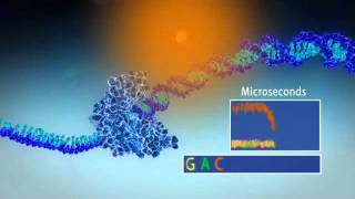 Single Molecule Real Time Sequencing  Pacific Biosciences [upl. by Athenian]