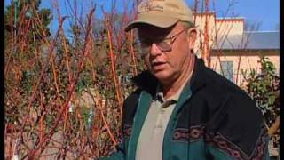 How To Prune Fruit Trees Properly [upl. by Ruthann]