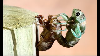 Cicada Molting From Shell Time Lapse [upl. by Rodrique]