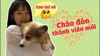 LNĐ ĐÃ ĐÓN BÉ GẤU  CORGI  NHƯ THẾ NÀO [upl. by Armyn624]