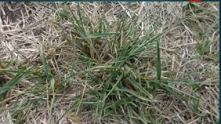 Charla quotManejo de Festuca en sistema agrícolas ganadero en Soriano y Floresquot [upl. by Noonberg296]