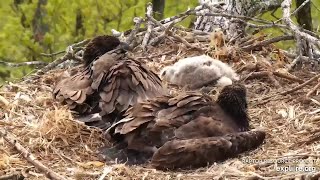 Viewer Discretion Advised  Young hawk eaten alive by eaglets  5182021 [upl. by Quintessa]