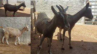 as cabras que vão para dormentes do meu amigo lucivaldo [upl. by Ginder]