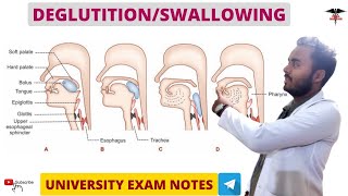 Deglutition  Swallowing  Digestive System physiology [upl. by Lukas]