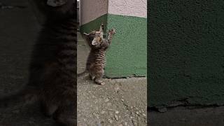 😍😍🐱 Watch this cute kitten climb the wall cute cat video cats kitten [upl. by Alber929]