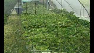 Aquaponics  Commercial Aquaponics  Backyard Aquaponics  Home Aquaponics [upl. by Anikehs]