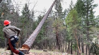 Pine Tree Smashes Madrone Tree  Small Scale Logging  Skidding With Ford F250 for Woodmizer LT15 [upl. by Llerrud]