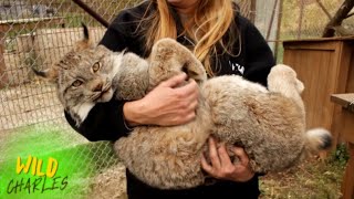 Canadian Lynx [upl. by Normac618]